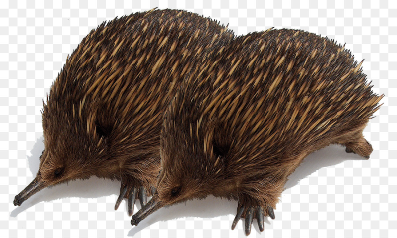 Ежик и ехидна