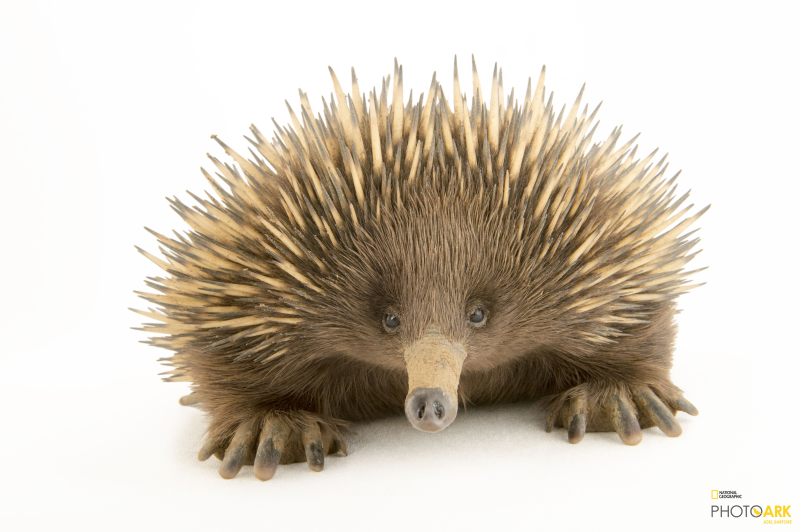 Ехидна для детей