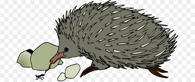 Ехидна рисунок