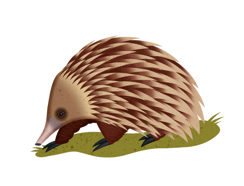 Ехидна рисунок