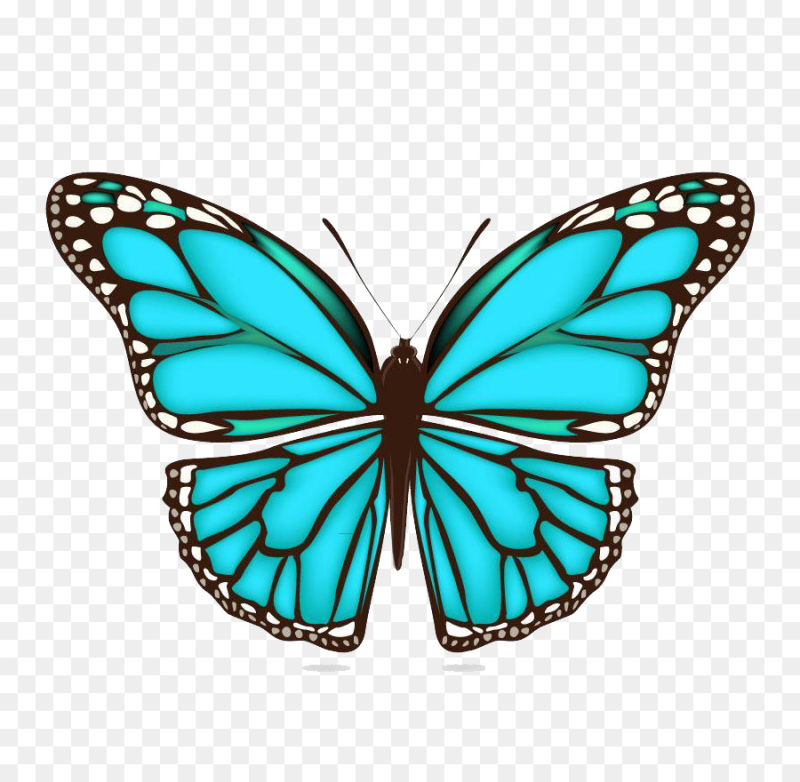 Бирюзовые бабочки