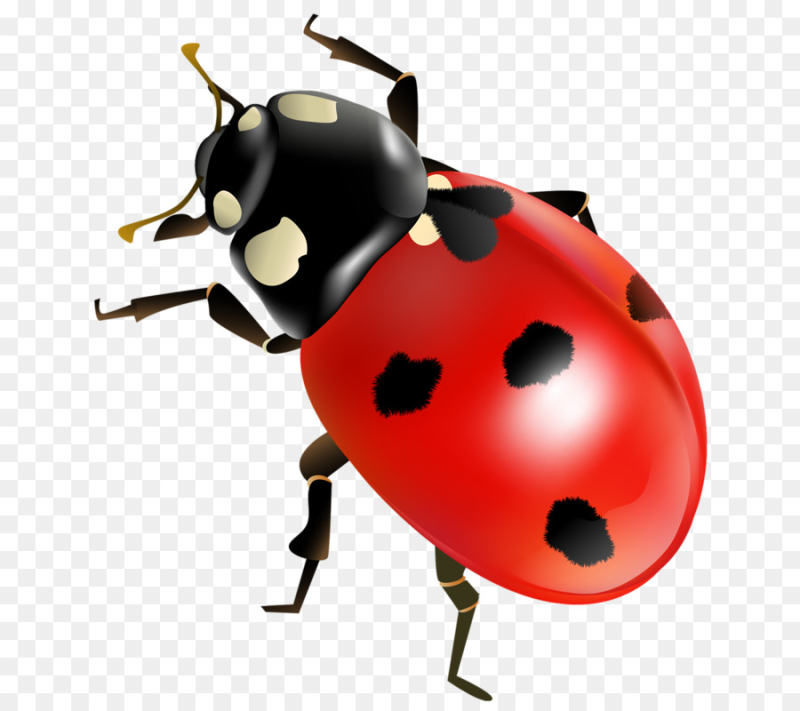 Божья коровка насекомое