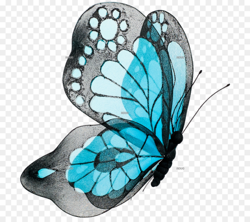 Красивые бабочки на прозрачном фоне