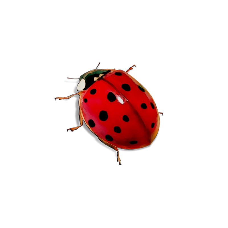 Божья коровка на прозрачном фоне для фотошопа