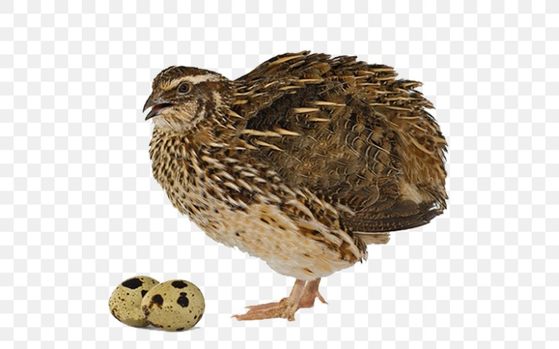 Перепелка без фона