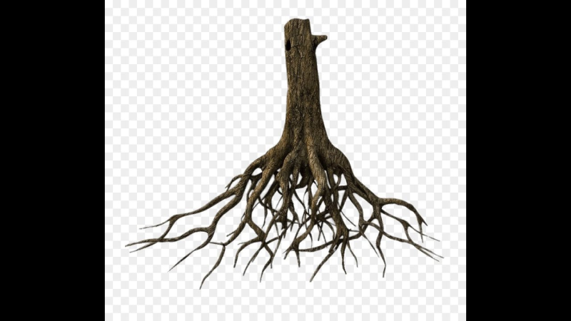 Дерево с корнями без фона