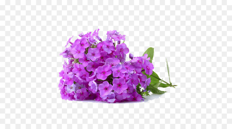 Флоксы вектор