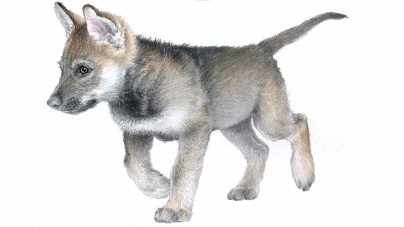 Волк на белом фоне