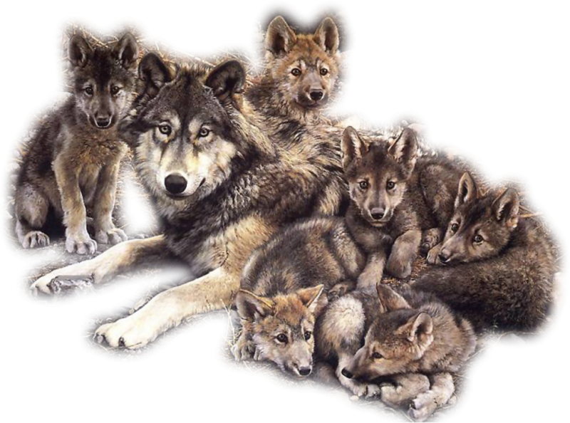 Волчья семья