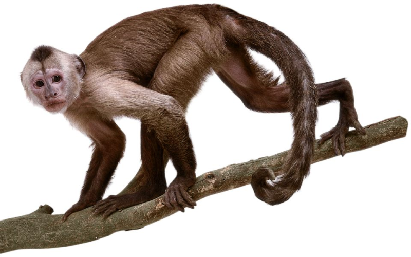 Обезьяна без фона