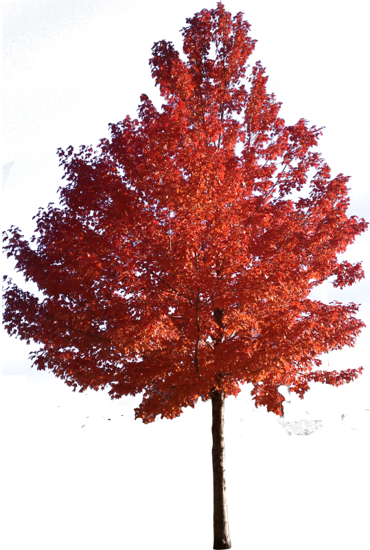 Клен краснолистный Кримсон Кинг
