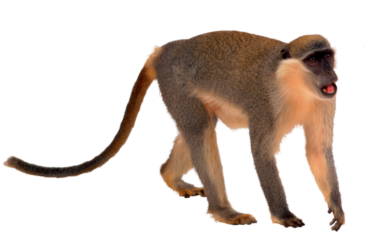 Мартышка на белом фоне