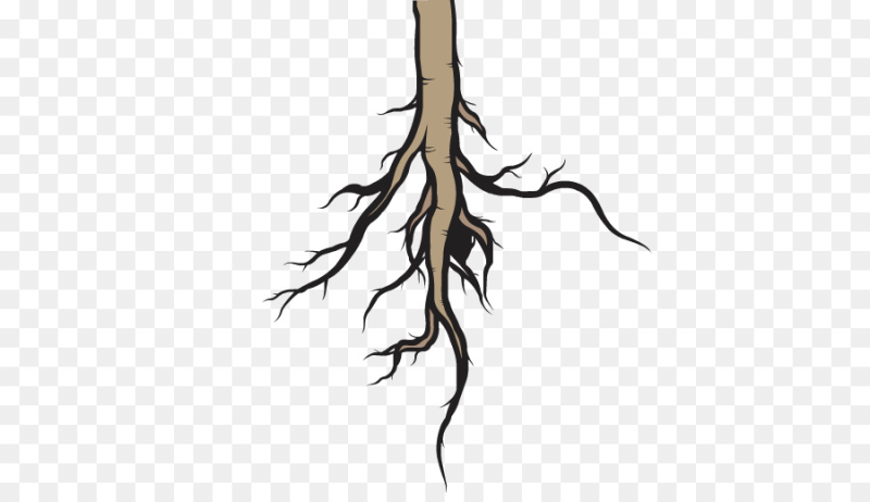Корни на прозрачном фоне