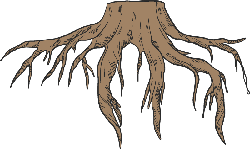 Корни на прозрачном фоне