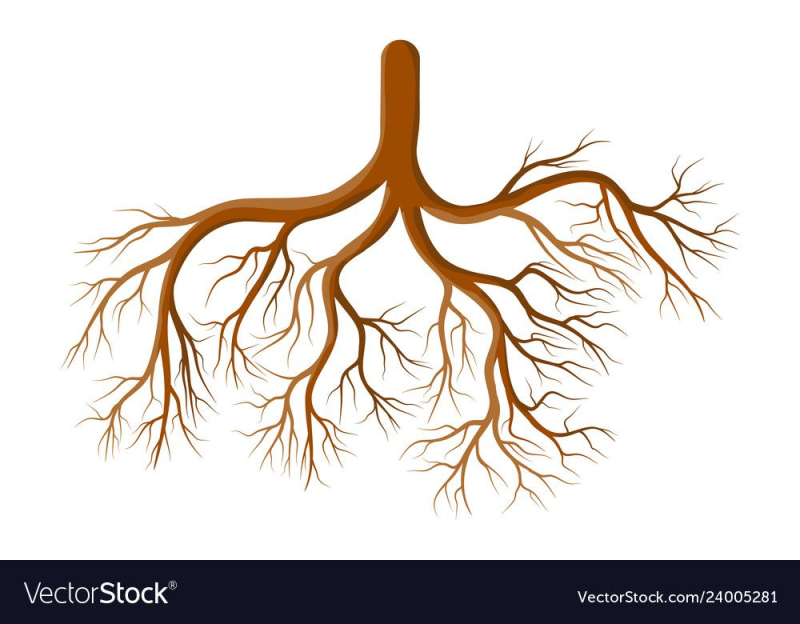 Корни на прозрачном фоне