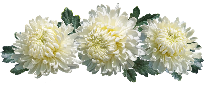 Хризантема кер де Лорен