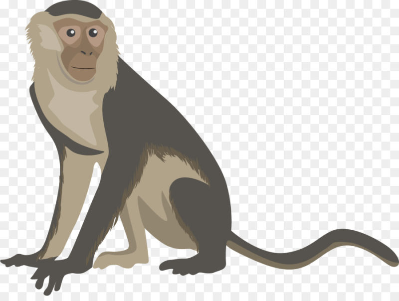 Мартышка на белом фоне