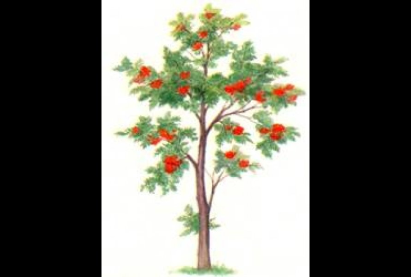 Рябина дерево для детей