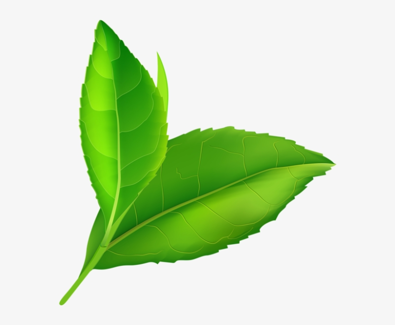 Листья без фона