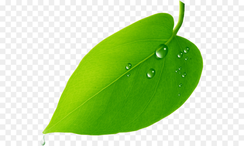 Зеленые листочки