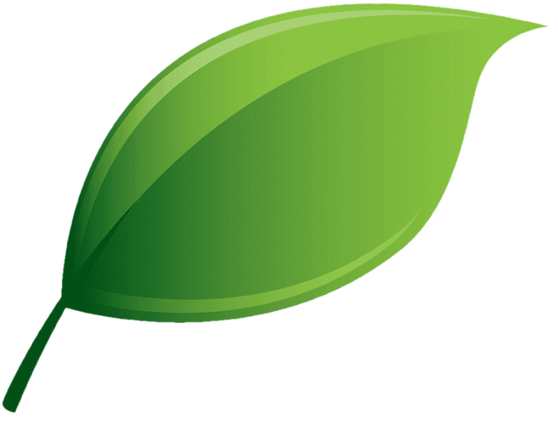 Зеленые листочки