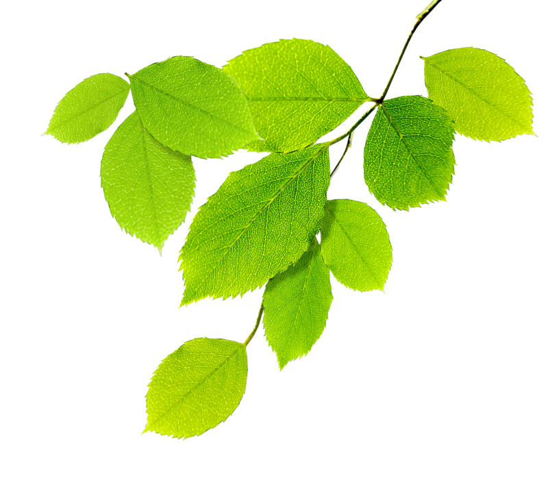 Ветка на белом фоне