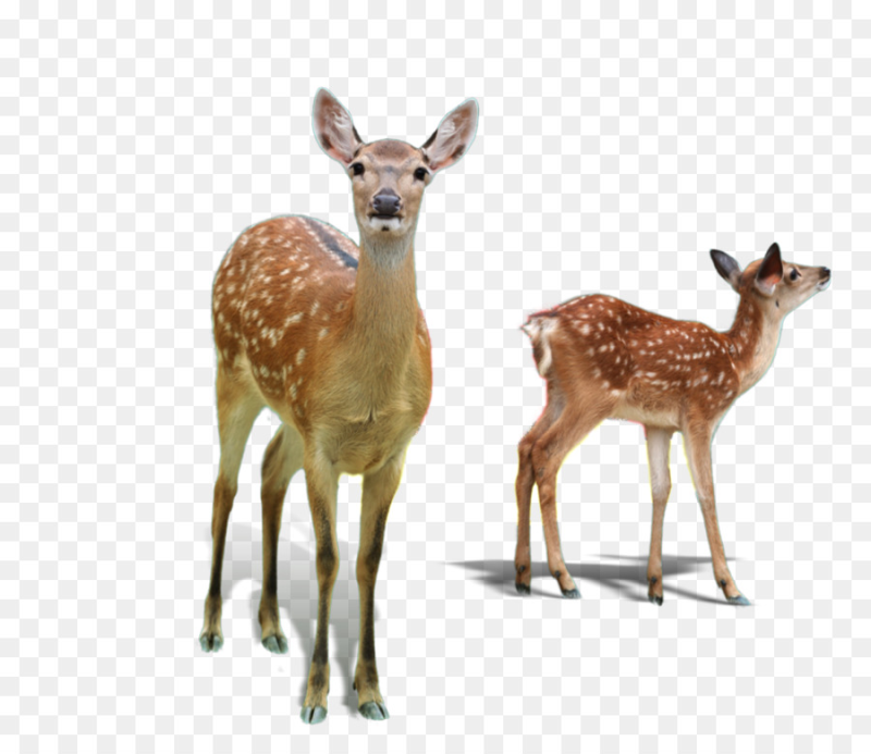 Косуля на белом фоне