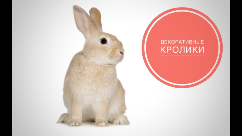Кролик на белом фоне