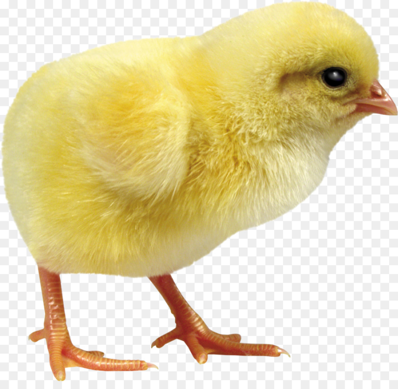 Желтый цыпленок на белом фоне