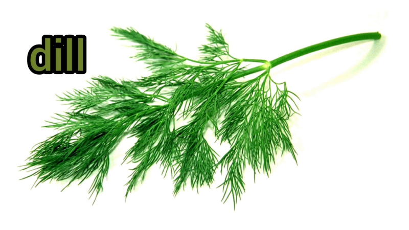 Укроп на белом фоне