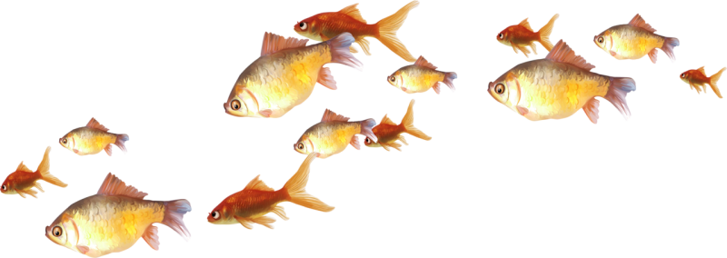 Аквариумные рыбки на белом фоне