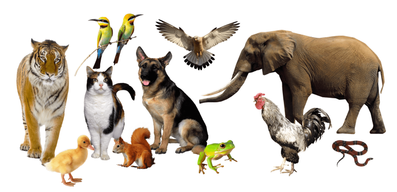 Много зверей