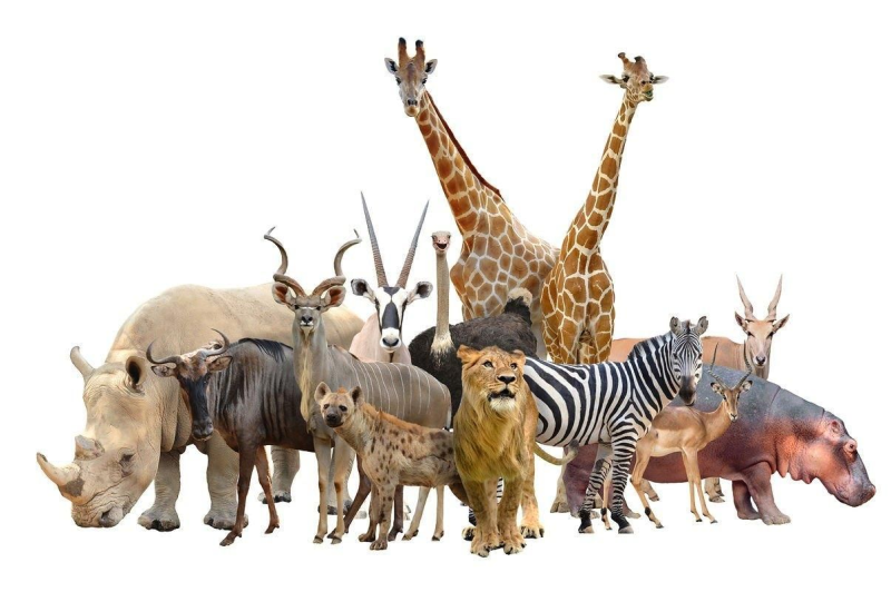 Африканские животные