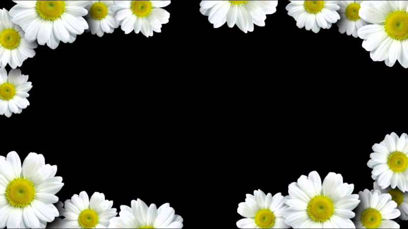 Рамка ромашки