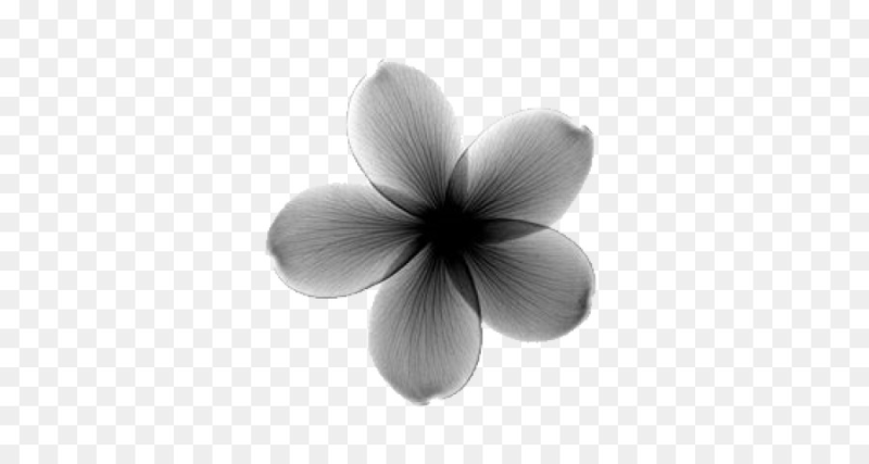 Цветы чёрно белые