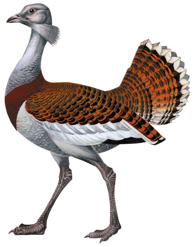 Дрофа птица