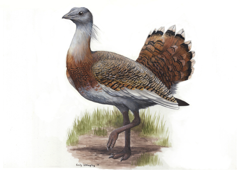 Дрофа птица для детей