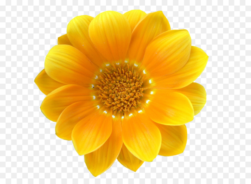 Жёлтый цветок