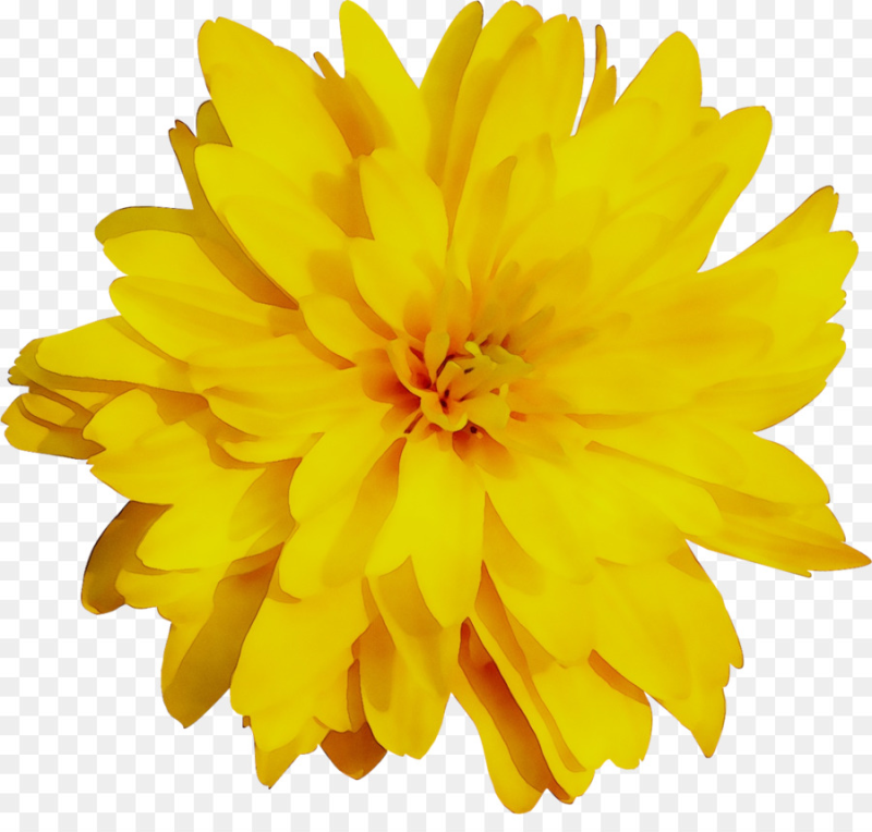 Георгины золотой шар