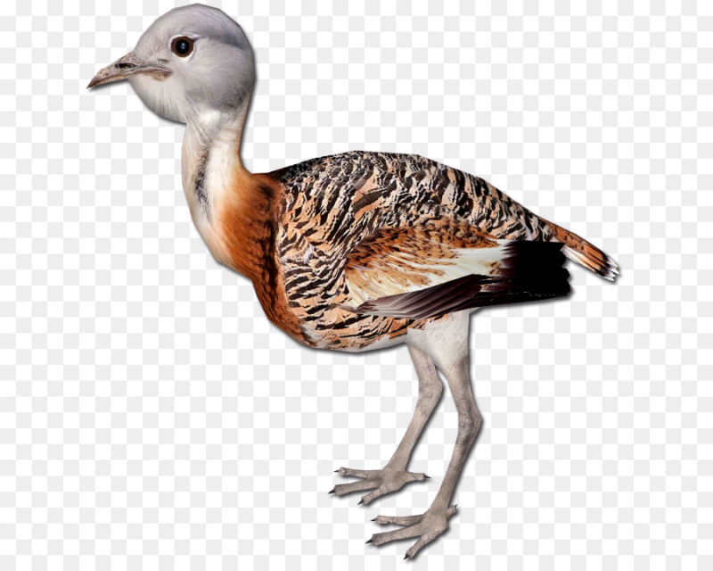 Дрофа на прозрачном фоне