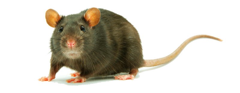 Крыса без фона