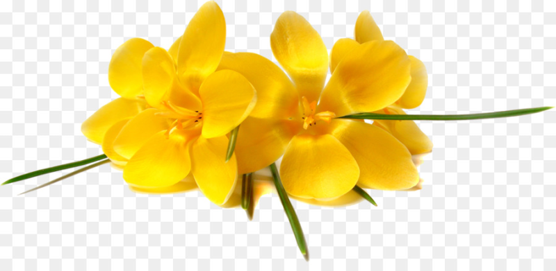 Фрезия Йеллоу