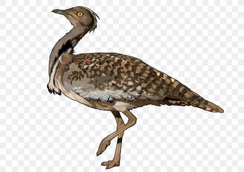 Houbara Bustard