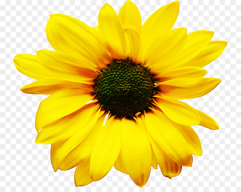 Жёлтый цветок