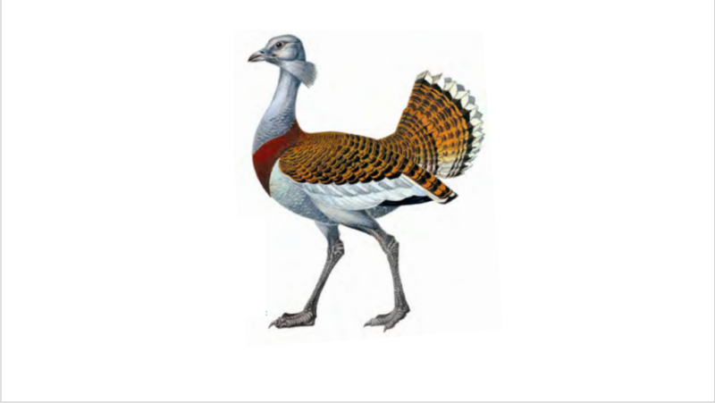 Дрофа рисунок