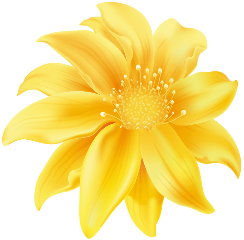 Цветы на прозрачном фоне