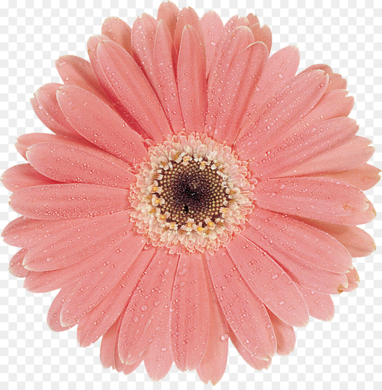 Маргаритка Гербера