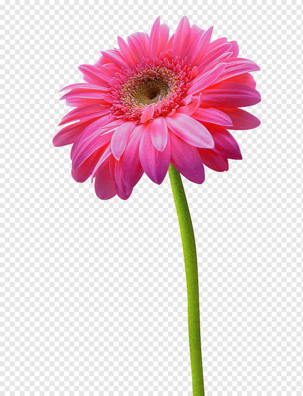 Гербера трансваальская Маргаритка