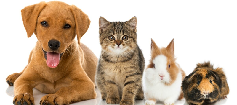 Домашние животные кошки и собаки