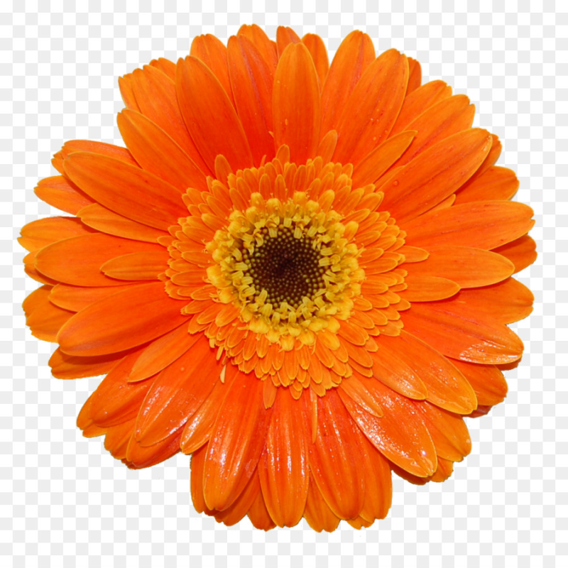 Гербера алладин